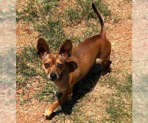 Chihuahua Dogs for adoption in Greenville, SC, USA