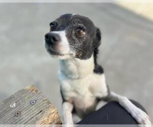 Mutt Dogs for adoption in Martinez, CA, USA