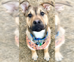 Mutt Dogs for adoption in Plymouth, MN, USA