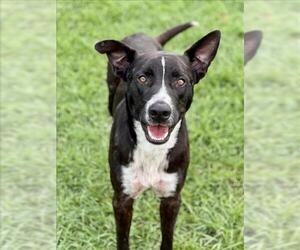 American Pit Bull Terrier-Unknown Mix Dogs for adoption in Conroe, TX, USA