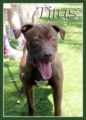 American Staffordshire Terrier Dogs for adoption in National Listings, MO, USA