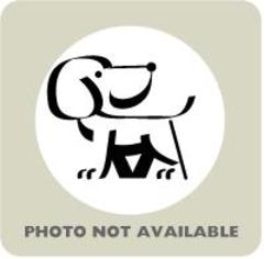 Shih-Poo Dogs for adoption in Kansas City, MO, USA