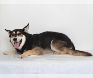 German Shepherd Dog-Siberian Husky Mix Dogs for adoption in Oroville, CA, USA