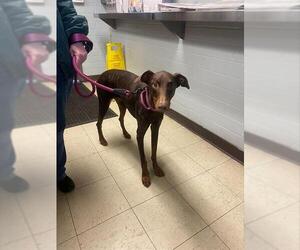 Doberman Pinscher Dogs for adoption in Stockton, CA, USA