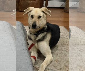 Mutt Dogs for adoption in Woodbury, NY, USA