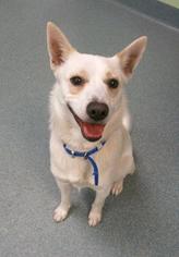 Canaan Dog Dogs for adoption in Newton, KS, USA