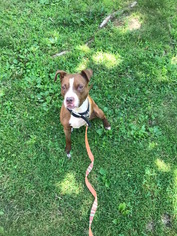 American Pit Bull Terrier-Unknown Mix Dogs for adoption in Spring Valley , NY, USA