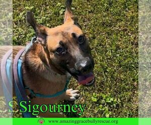 German Shepherd Dog-Unknown Mix Dogs for adoption in Pensacola, FL, USA