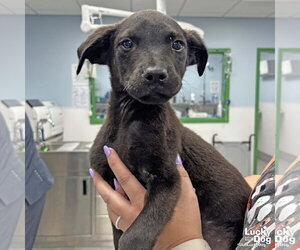 Labrador Retriever-Unknown Mix Dogs for adoption in Washington, DC, USA