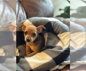 Chihuahua-Unknown Mix Dogs for adoption in Mechanicsburg, PA, USA
