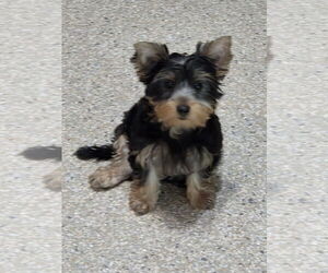 Mutt Dogs for adoption in Spring, TX, USA