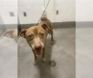 Labrador Retriever-Unknown Mix Dogs for adoption in Forestville, MD, USA