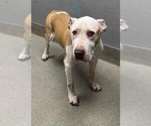 American Pit Bull Terrier-Unknown Mix Dogs for adoption in Las Vegas, NV, USA