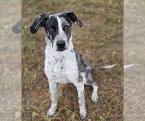 Mutt Dogs for adoption in Lakewood, CO, USA