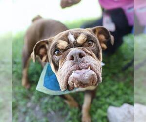 Bulldog-Unknown Mix Dogs for adoption in San Antonio, TX, USA