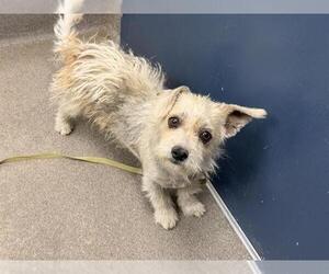 Cairn Terrier-Unknown Mix Dogs for adoption in HESPERIA, CA, USA