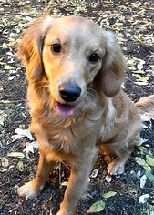 Golden Retriever Dogs for adoption in Staten Island, NY, USA