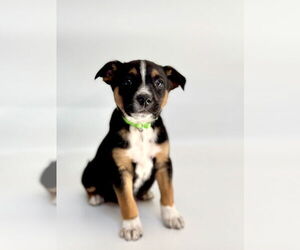 Mutt Dogs for adoption in OKLAHOMA CITY, OK, USA