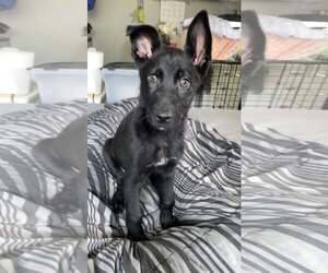 German Shepherd Dog-Unknown Mix Dogs for adoption in Woodbury, NY, USA