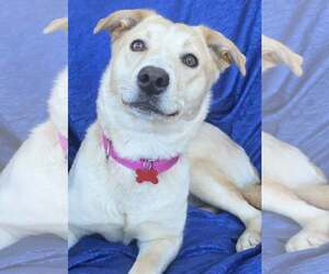 Siberian Husky-Unknown Mix Dogs for adoption in Cuba, NY, USA