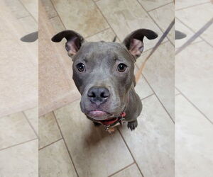 American Staffordshire Terrier-Unknown Mix Dogs for adoption in Arlington, VA, USA