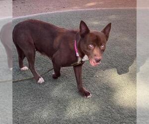 American Pit Bull Terrier-Siberian Husky Mix Dogs for adoption in Las Vegas, NV, USA