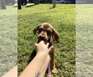 Labrottie Dogs for adoption in Kannapolis, NC, USA