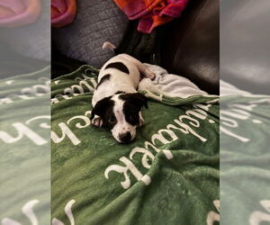 Mutt Dogs for adoption in Plainfield, IL, USA