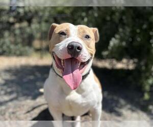 American Pit Bull Terrier Dogs for adoption in Martinez, CA, USA