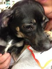 Rat Terrier-Unknown Mix Dogs for adoption in Edmond, OK, USA