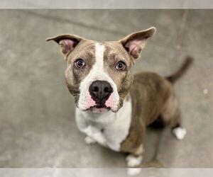 Boxer-Unknown Mix Dogs for adoption in Tavares, FL, USA