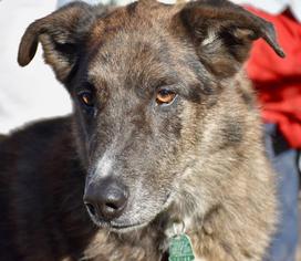 Australian Shepherd Dogs for adoption in Danbury, CT, USA
