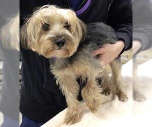 Mutt Dogs for adoption in Riverside, CA, USA