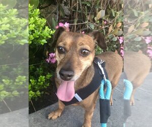 Dachshund Dogs for adoption in Studio City, CA, USA