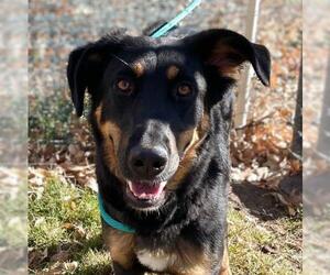 German Shepherd Dog-Unknown Mix Dogs for adoption in Albuquerque, NM, USA