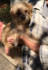 Medium Photo #1 Mutt Puppy For Sale in McKinney, TX, USA