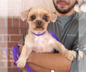 Shih Tzu Dogs for adoption in Carrollton, TX, USA