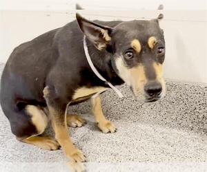 German Shepherd Dog-Unknown Mix Dogs for adoption in Houston, TX, USA