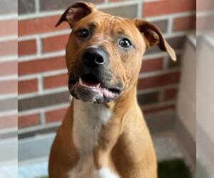 American Pit Bull Terrier Dogs for adoption in Edmond, OK, USA