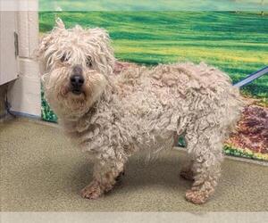 Poodle (Toy)-Unknown Mix Dogs for adoption in Moreno Valley, CA, USA