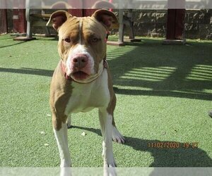 American Pit Bull Terrier Dogs for adoption in Upland, CA, USA
