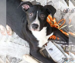 Labrador Retriever-Retriever Mix Dogs for adoption in Washington, DC, USA