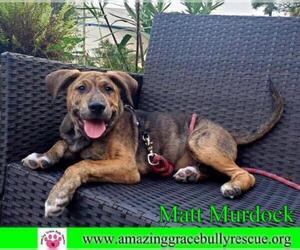 Catahoula Leopard Dog-Unknown Mix Dogs for adoption in Pensacola, FL, USA