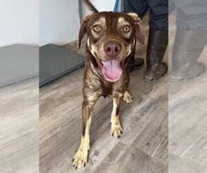 Mutt Dogs for adoption in Aurora, CO, USA