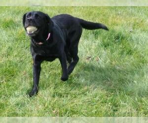 Labrador Retriever Dogs for adoption in Livonia, MI, USA