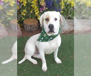 American Bulldog-Unknown Mix Dogs for adoption in Oklahoma City, OK, USA