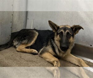 German Shepherd Dog Dogs for adoption in San Bernardino, CA, USA