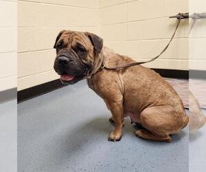 Chinese Shar-Pei-Unknown Mix Dogs for adoption in Fort Collins, CO, USA