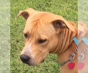 American Pit Bull Terrier-Unknown Mix Dogs for adoption in Lees Summit, MO, USA