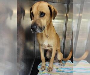 Labrador Retriever-Unknown Mix Dogs for adoption in San Antonio, TX, USA